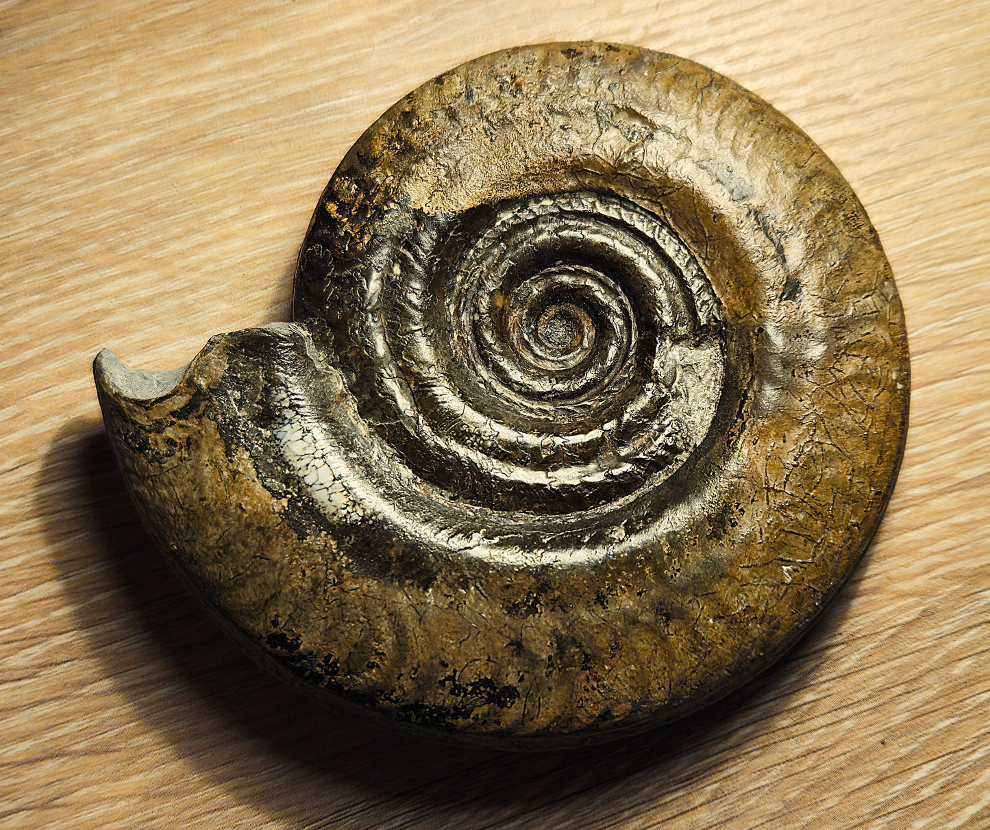 Hildoceras Semipolitum - Yorkshire Ammonite - Fossil - Whitby - North Yorkshire Jurassic Coast