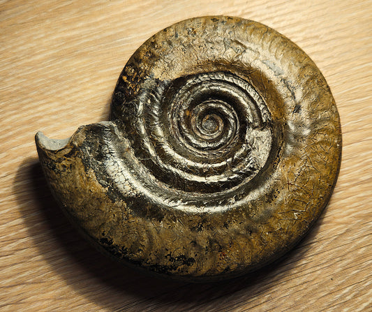Hildoceras Semipolitum - Yorkshire Ammonite - Fossil - Whitby - North Yorkshire Jurassic Coast