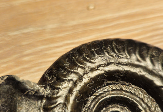 Hildoceras Bifrons - Yorkshire Ammonite - Fossil - Whitby - North Yorkshire Jurassic Coast