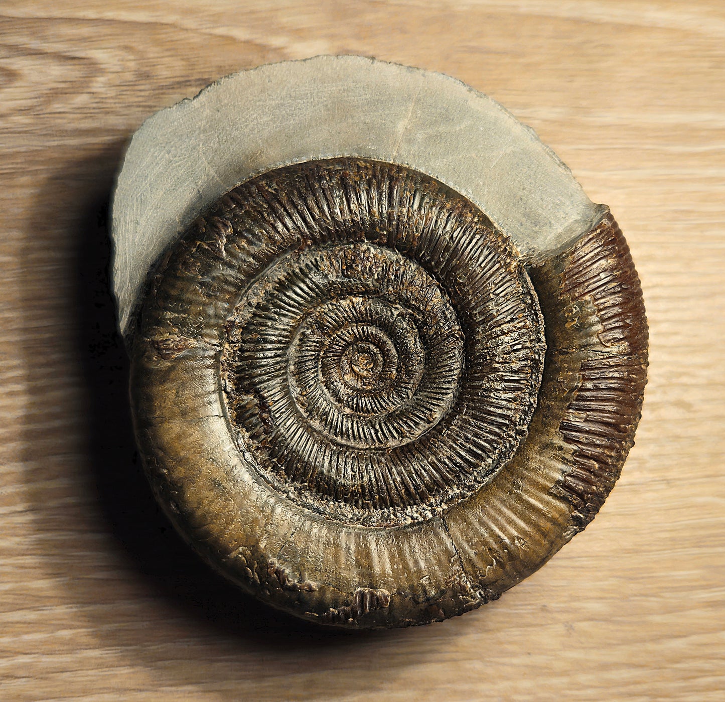 Dactylioceras Tenuicostatum, Fossil, Ammonite, Whitby, North Yorkshire