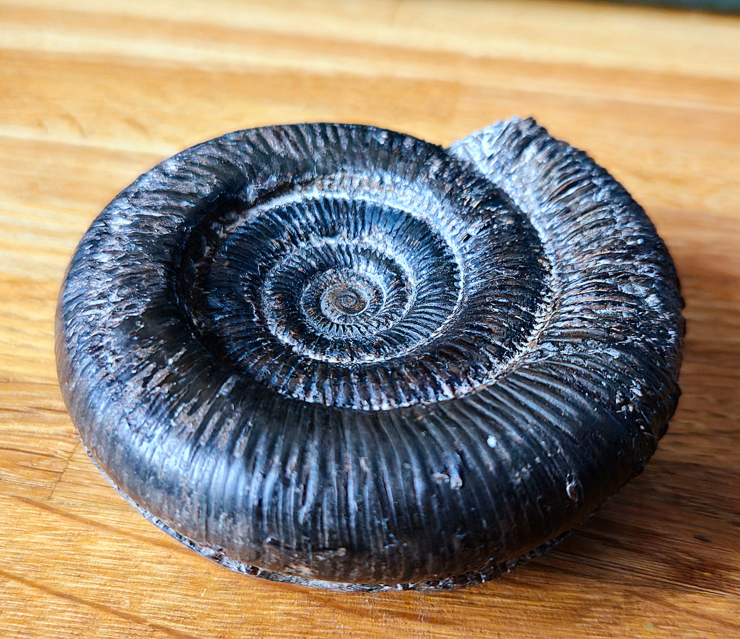 Dactylioceras Clevelandicum - Yorkshire Ammonite - Fossil - Whitby - North Yorkshire Jurassic Coast