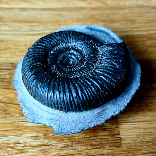 Dactylioceras (Orthodactylites) Semicelatum - Yorkshire Ammonite - Fossil - Whitby - North Yorkshire Jurassic Coast