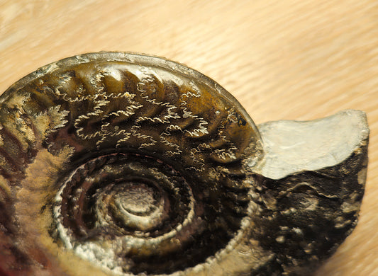 Hildoceras Bifrons - Yorkshire Ammonite - Fossil - Whitby - North Yorkshire Jurassic Coast
