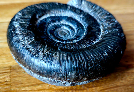 Dactylioceras Clevelandicum - Yorkshire Ammonite - Fossil - Whitby - North Yorkshire Jurassic Coast