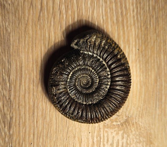 Dactylioceras SP - Yorkshire Ammonite - Fossil - Whitby - North Yorkshire Jurassic Coast