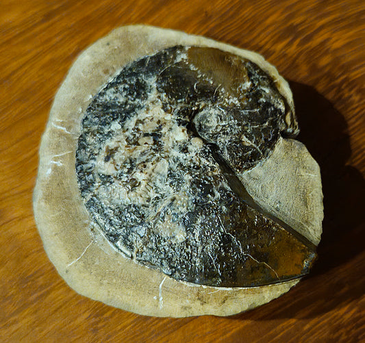 Amauroceras Lenticulare - Yorkshire Ammonite - Fossil - Whitby - North Yorkshire Jurassic Coast