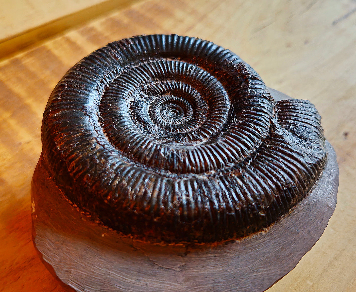 Dactylioceras Tenuicostatum - Yorkshire Ammonite - Fossil - Whitby - North Yorkshire Jurassic Coast