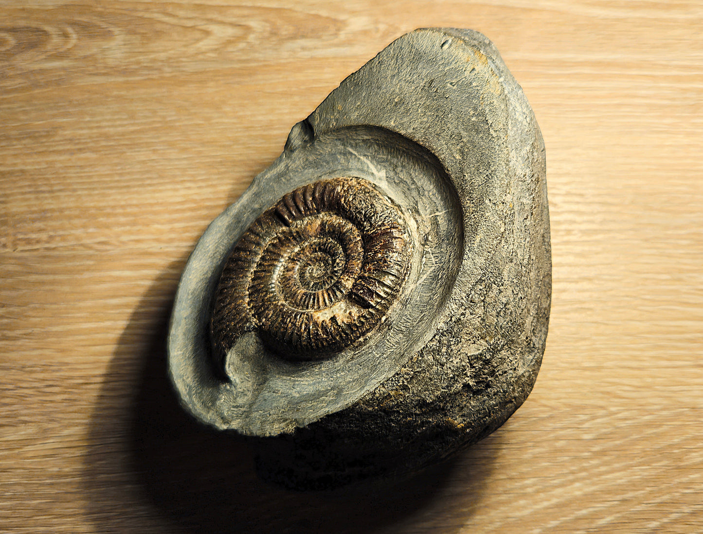 Dactylioceras Commune - Yorkshire Ammonite - Fossil - Whitby - North Yorkshire Jurassic Coast