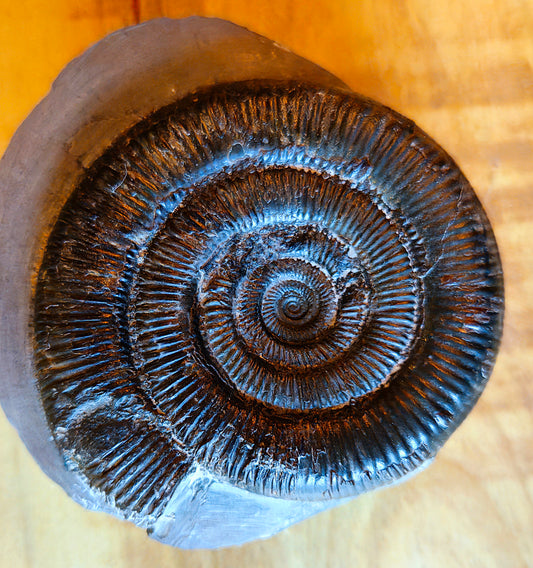 Dactylioceras Tenuicostatum - Yorkshire Ammonite - Fossil - Whitby - North Yorkshire Jurassic Coast