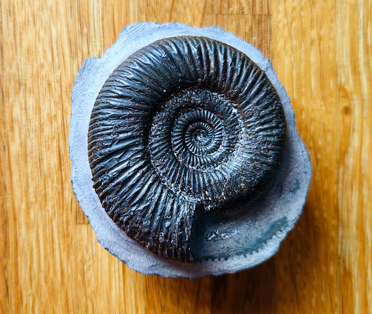 Dactylioceras (Orthodactylites) Semicelatum - Yorkshire Ammonite - Fossil - Whitby - North Yorkshire Jurassic Coast