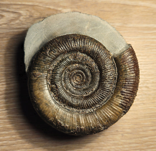Dactylioceras Tenuicostatum, Fossil, Ammonite, Whitby, North Yorkshire