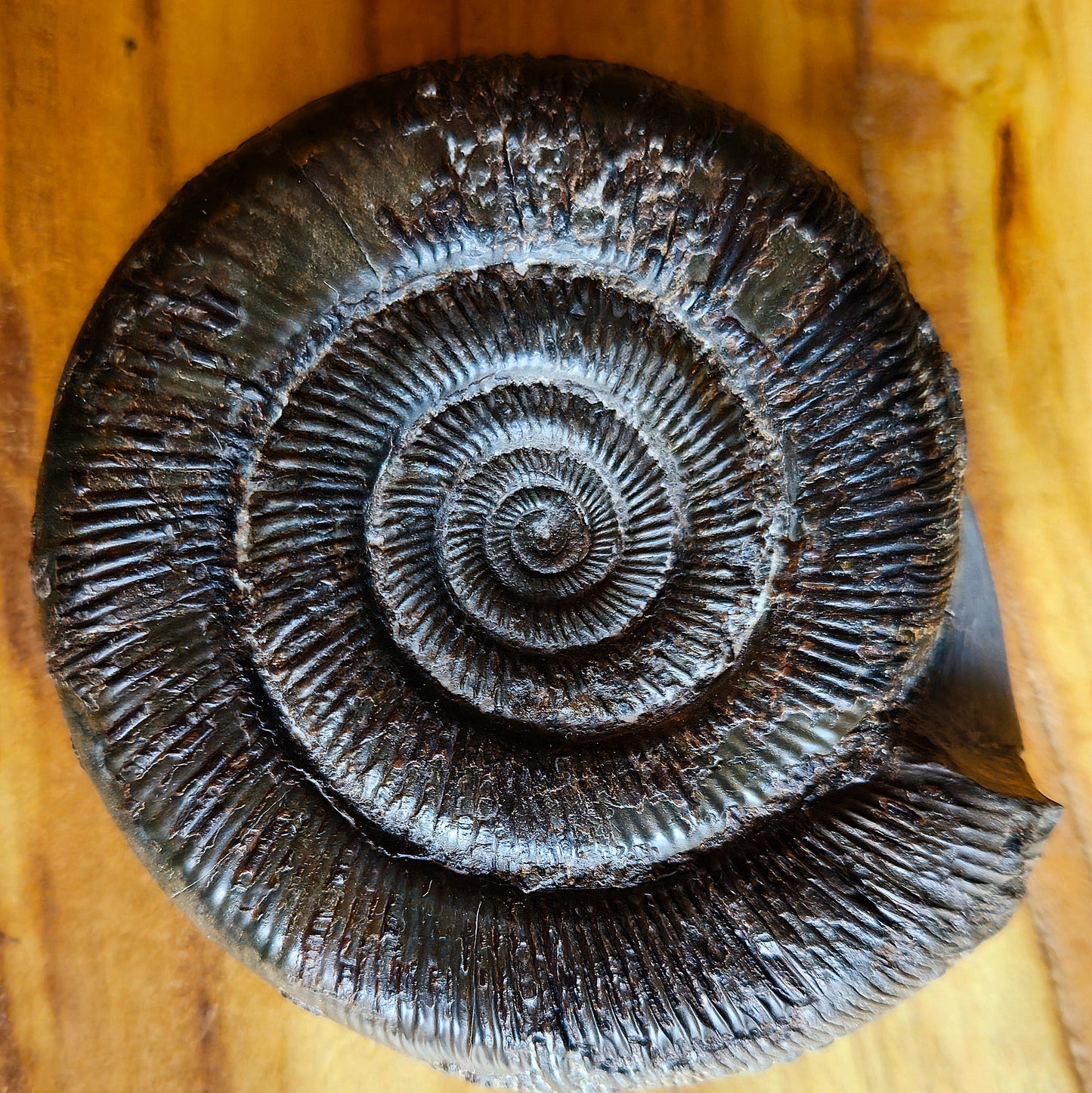 Dactylioceras Tenuicostatum - Yorkshire Ammonite - Fossil - Whitby - North Yorkshire Jurassic Coast