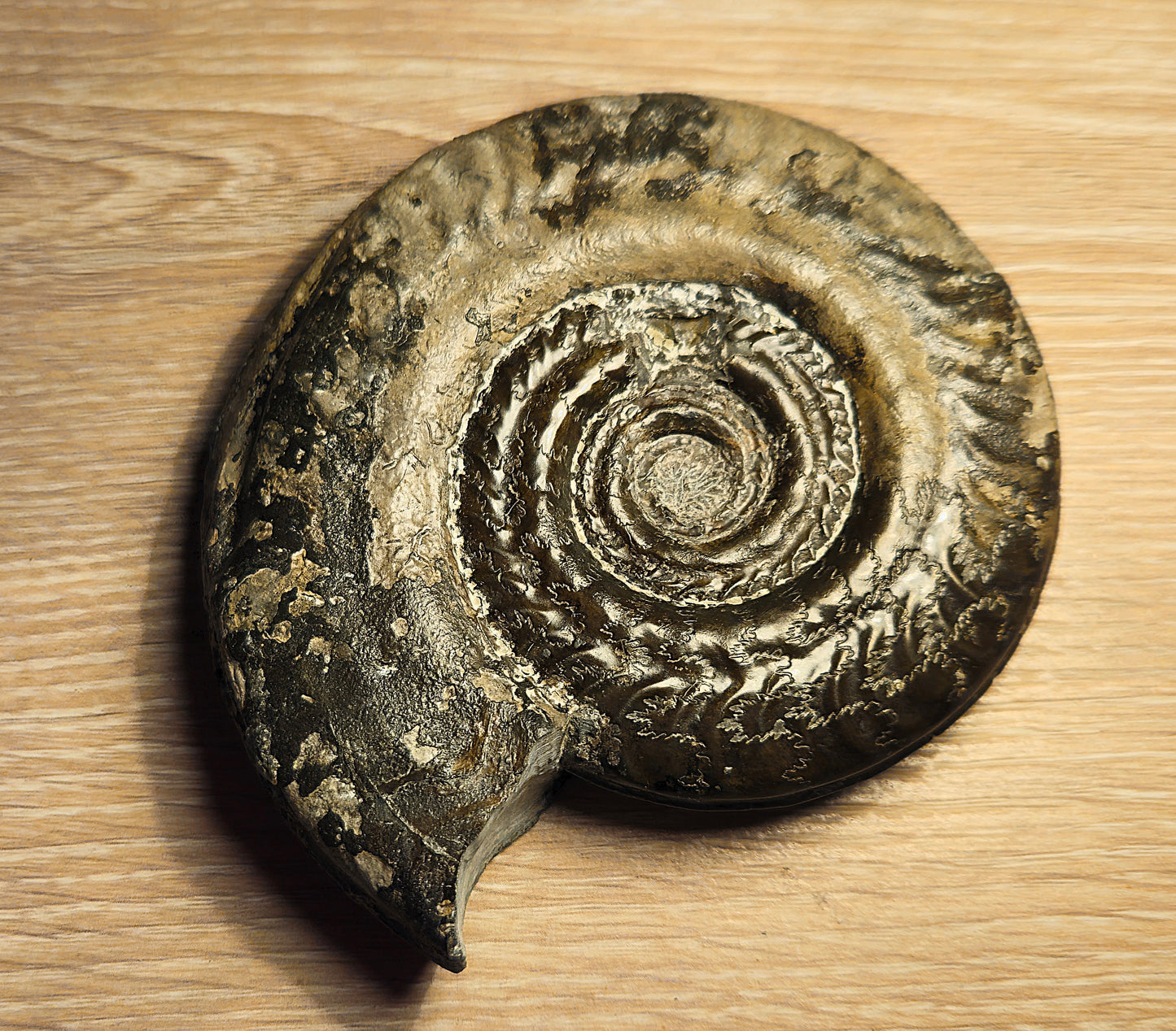 Hildoceras Bifrons - Yorkshire Ammonite - Fossil - Whitby - North Yorkshire Jurassic Coast