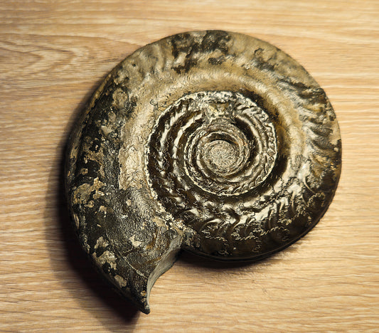 Hildoceras Bifrons - Yorkshire Ammonite - Fossil - Whitby - North Yorkshire Jurassic Coast