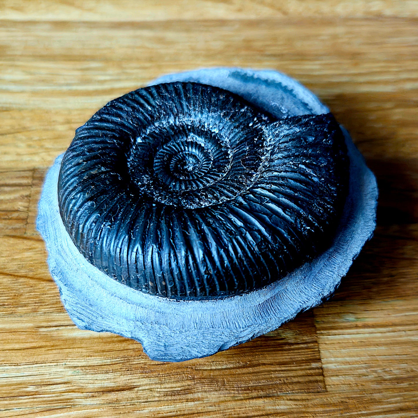 Dactylioceras (Orthodactylites) Semicelatum - Yorkshire Ammonite - Fossil - Whitby - North Yorkshire Jurassic Coast