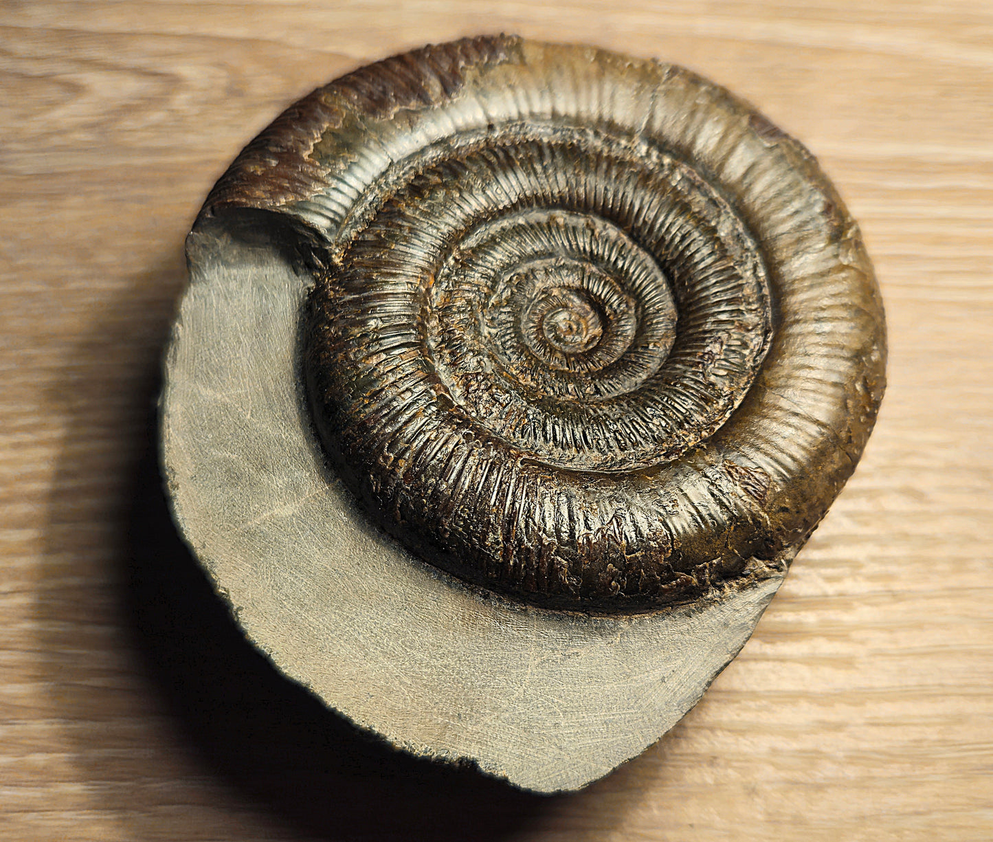 Dactylioceras Tenuicostatum, Fossil, Ammonite, Whitby, North Yorkshire