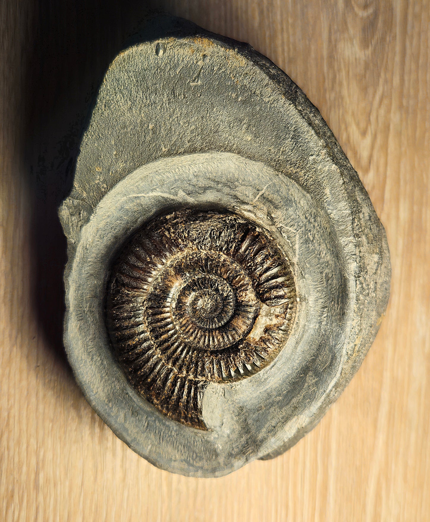 Dactylioceras Commune - Yorkshire Ammonite - Fossil - Whitby - North Yorkshire Jurassic Coast