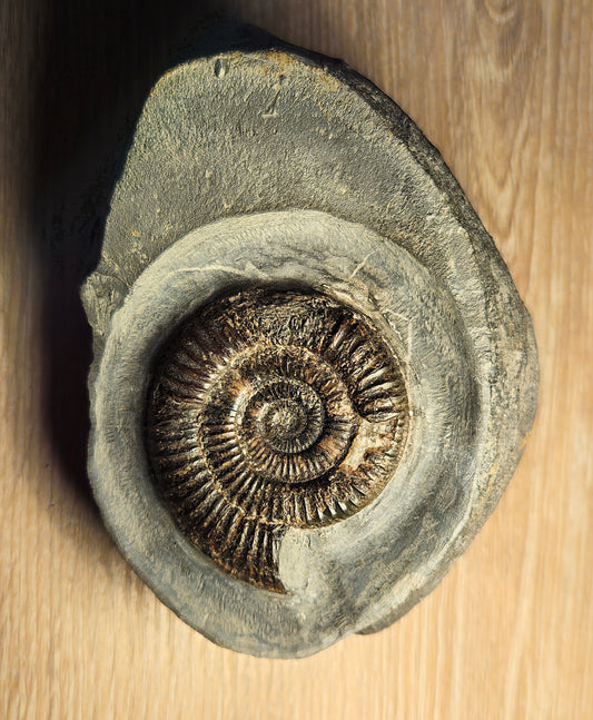 Dactylioceras Commune - Yorkshire Ammonite - Fossil - Whitby - North Yorkshire Jurassic Coast
