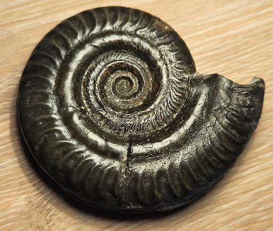 Hildoceras Bifrons - Yorkshire Ammonite - Fossil - Whitby - North Yorkshire Jurassic Coast