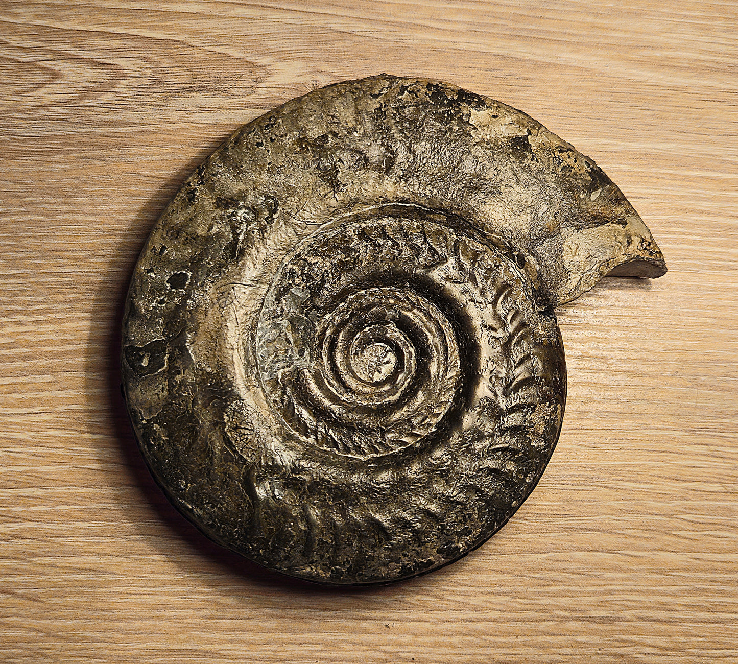 Hildoceras Bifrons - Yorkshire Ammonite - Fossil - Whitby - North Yorkshire Jurassic Coast