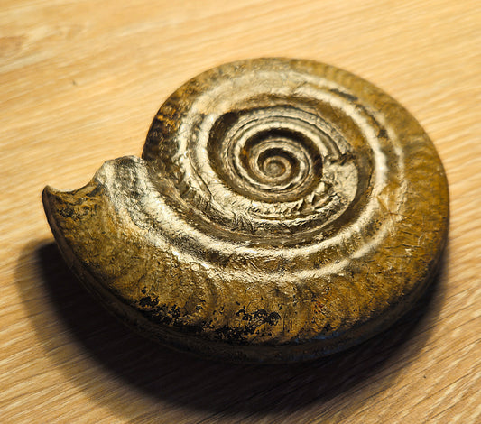 Hildoceras Semipolitum - Yorkshire Ammonite - Fossil - Whitby - North Yorkshire Jurassic Coast