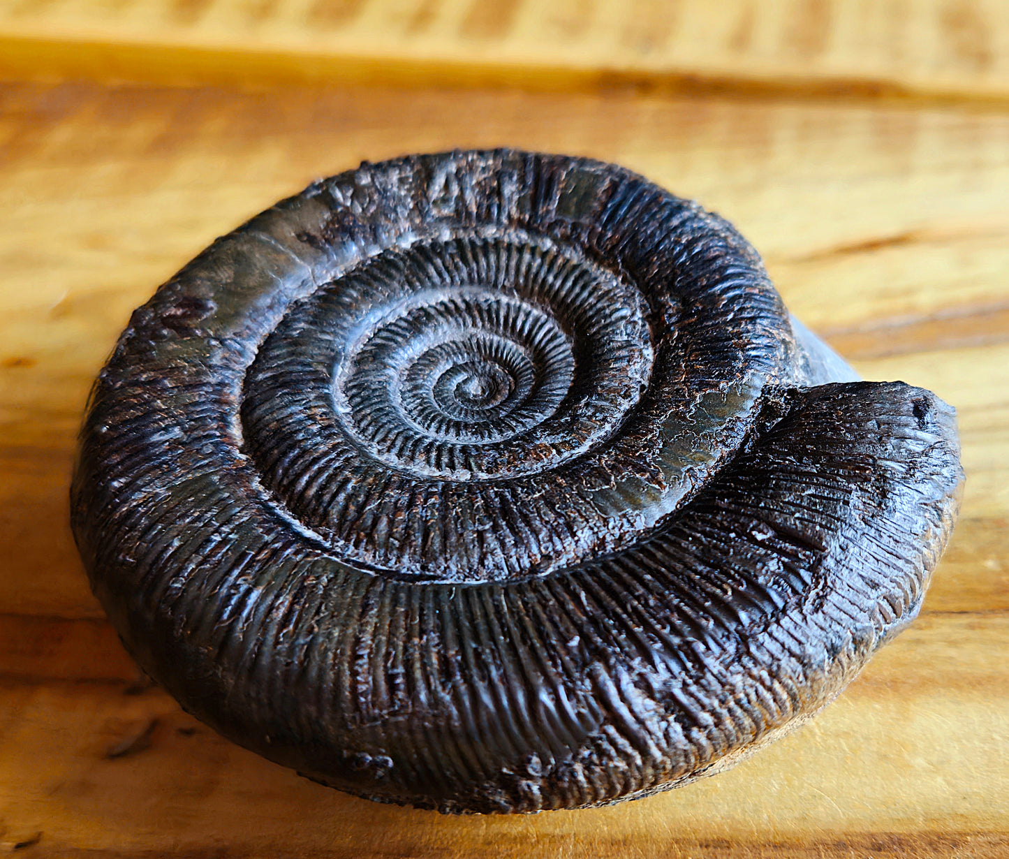 Dactylioceras Tenuicostatum - Yorkshire Ammonite - Fossil - Whitby - North Yorkshire Jurassic Coast