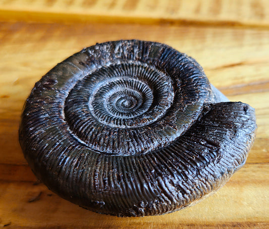 Dactylioceras Tenuicostatum - Yorkshire Ammonite - Fossil - Whitby - North Yorkshire Jurassic Coast