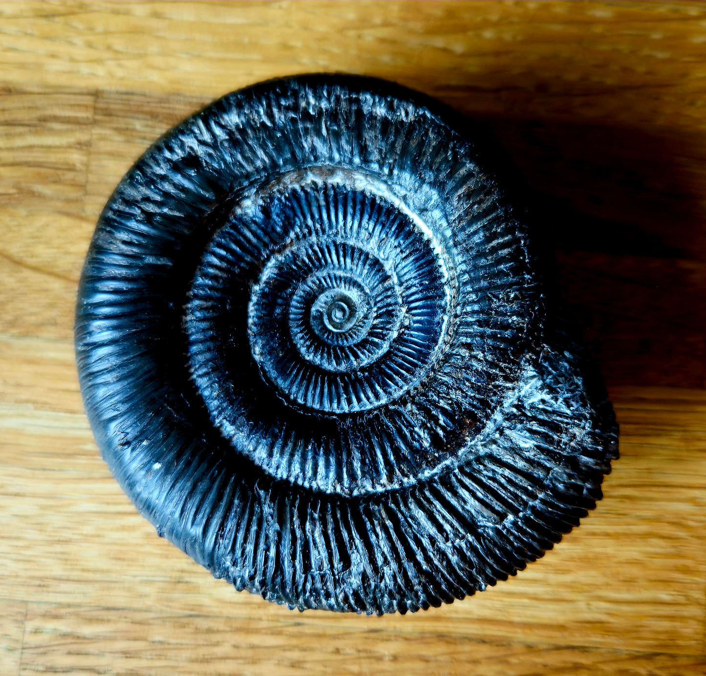 Dactylioceras Clevelandicum - Yorkshire Ammonite - Fossil - Whitby - North Yorkshire Jurassic Coast