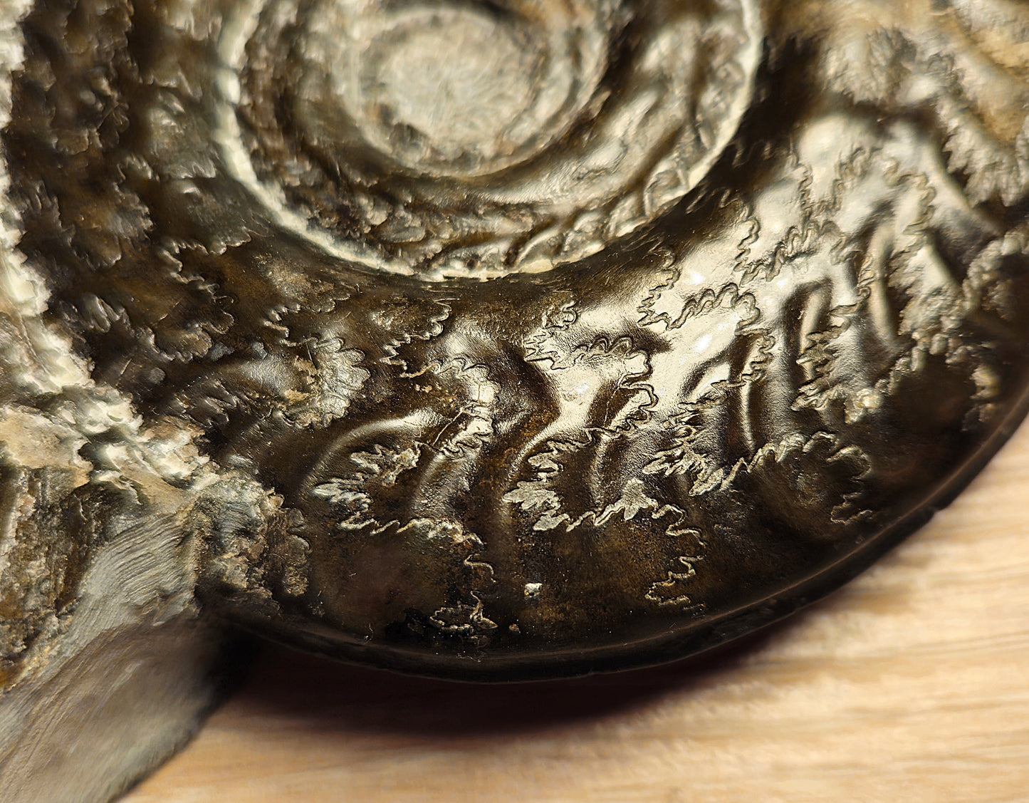 Hildoceras Bifrons - Yorkshire Ammonite - Fossil - Whitby - North Yorkshire Jurassic Coast