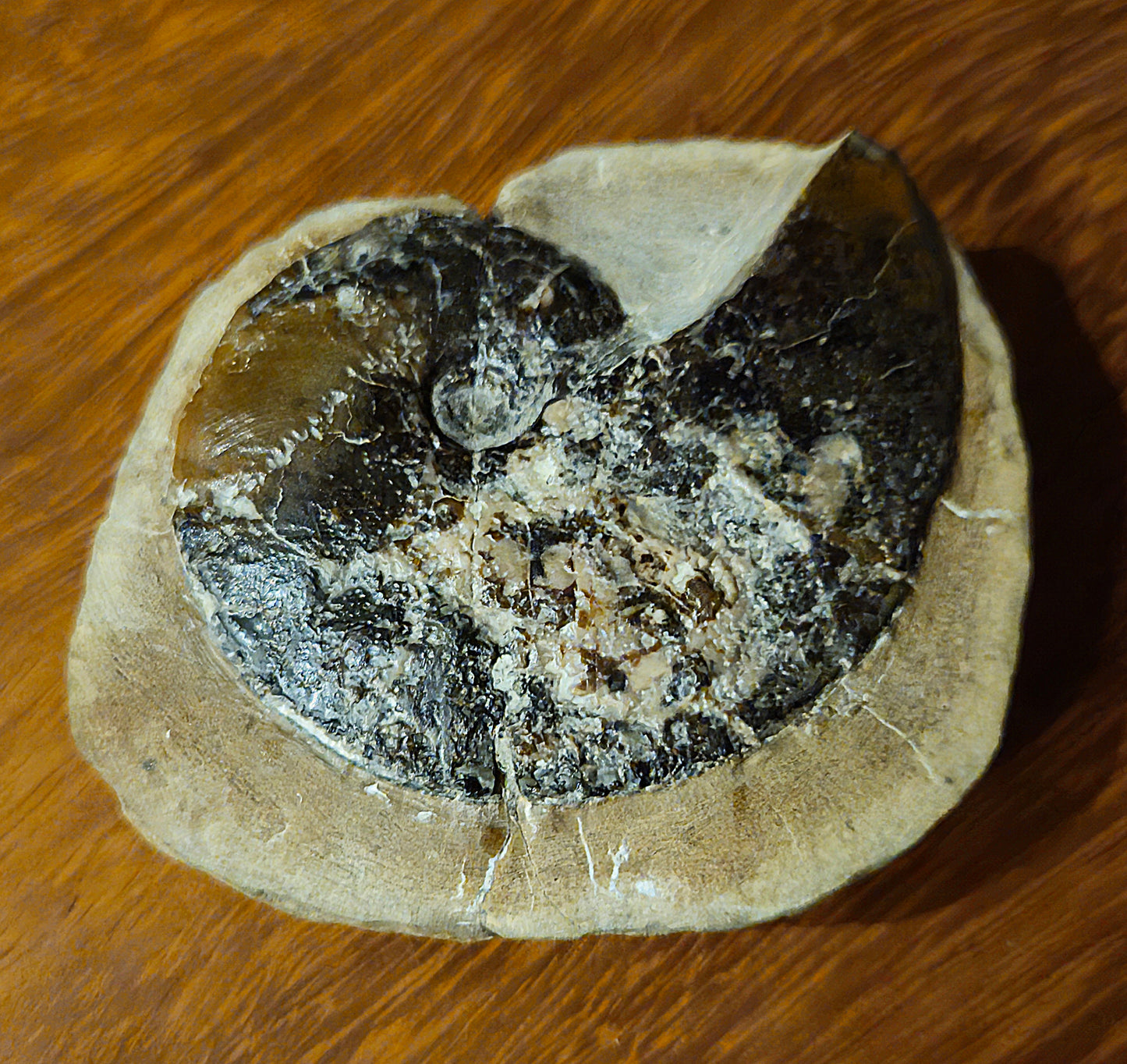 Amauroceras Lenticulare - Yorkshire Ammonite - Fossil - Whitby - North Yorkshire Jurassic Coast