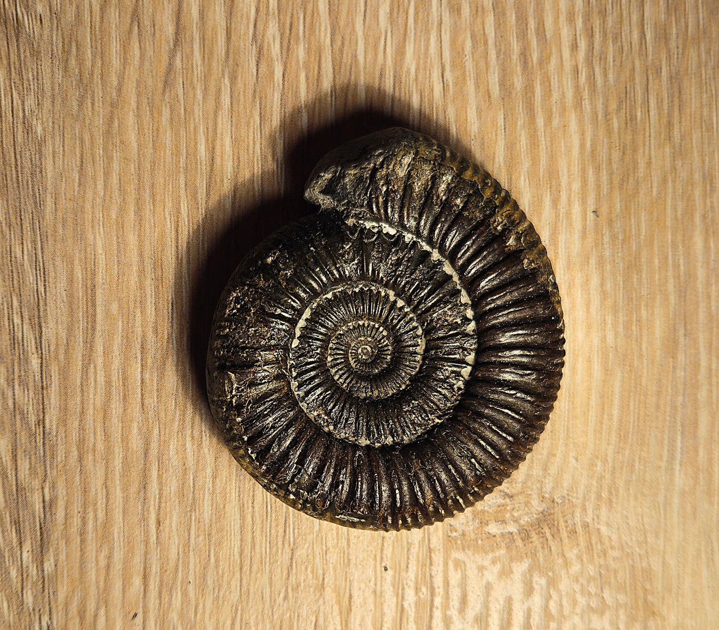 Dactylioceras SP - Yorkshire Ammonite - Fossil - Whitby - North Yorkshire Jurassic Coast