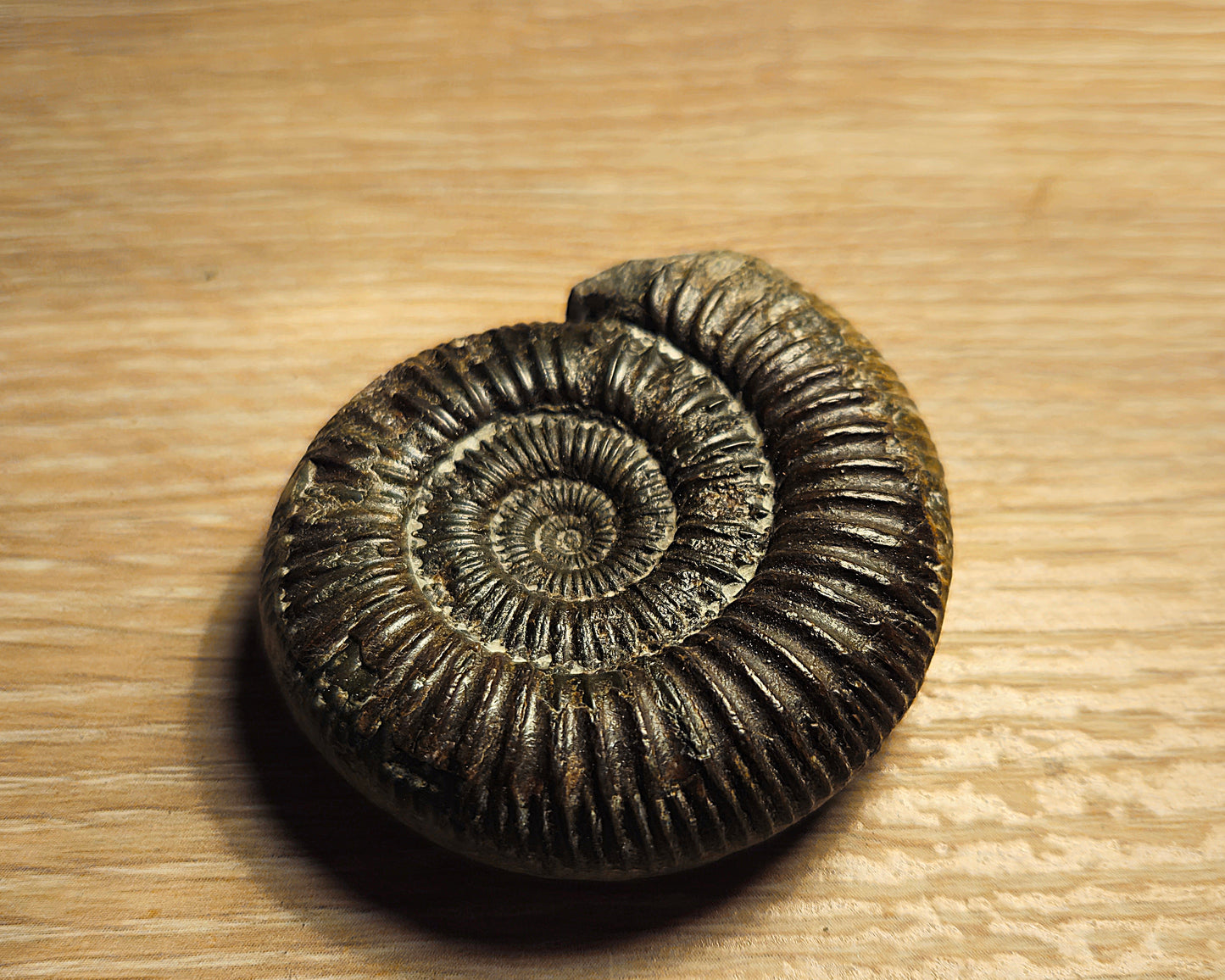 Dactylioceras SP - Yorkshire Ammonite - Fossil - Whitby - North Yorkshire Jurassic Coast