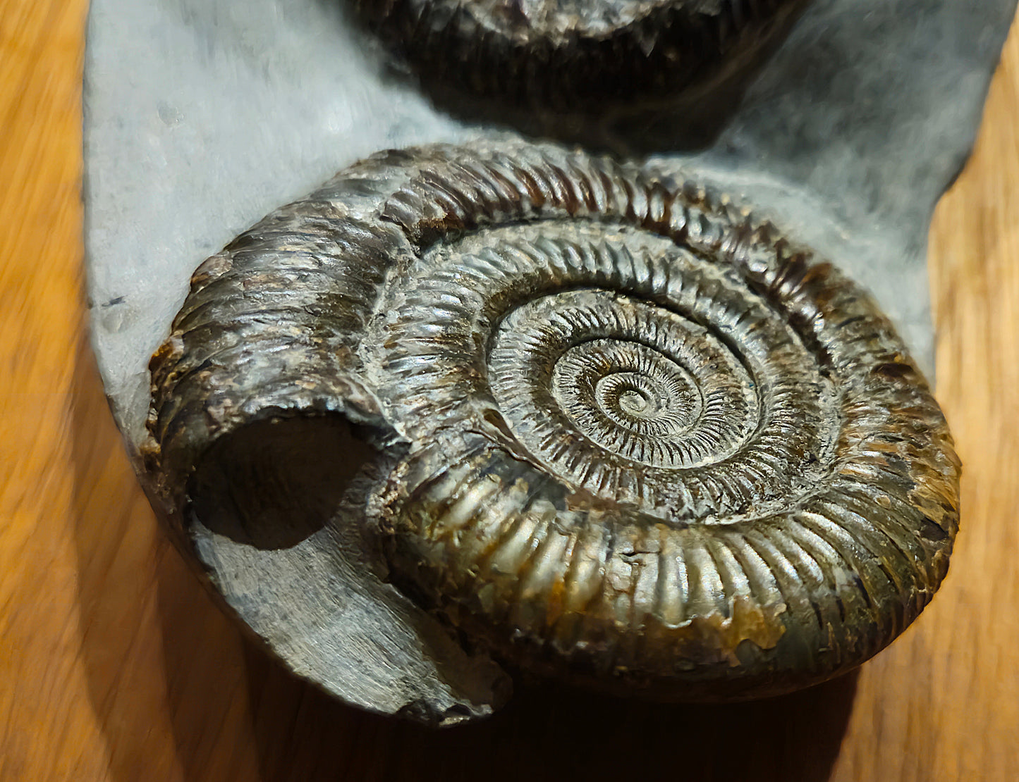 Double Dactylioceras Commune - Yorkshire Ammonite - Fossil - Whitby - North Yorkshire Jurassic Coast