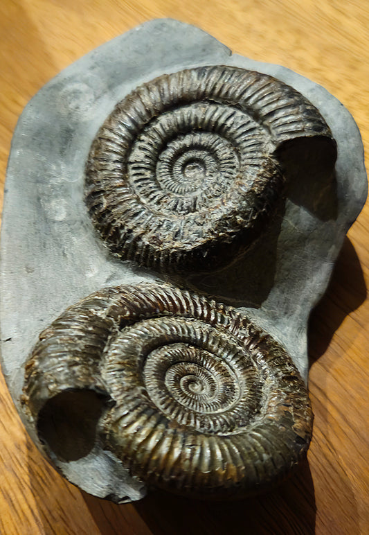 Double Dactylioceras Commune - Yorkshire Ammonite - Fossil - Whitby - North Yorkshire Jurassic Coast